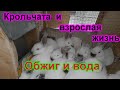 Обыденность кроликовода!!! Крольчат во взрослую жизнь!!! Проблемы с водой!!! Важный обжиг!!!