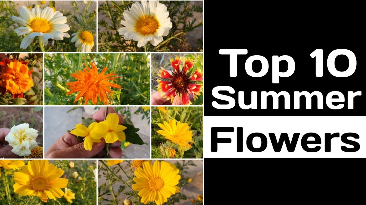What is the flowers of summer season Best flowers for summer