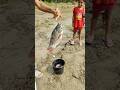 Serok ikan hias warna-warni, ikan koi, ikan mas koki lucu, ikan komet ,ikan gurami, kura-kura brazil