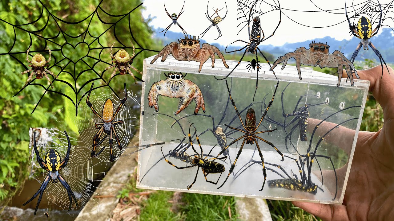 Hunting Top 7 Golden Orb Spider !! Jumping Spider, Weaver orb Spider, Recluse Spider