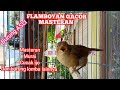 Pancingan Flamboyan Gacor Nembak Buat Masteran Murai Ijo Kicau Pidong Mp3 - Mp4 Download