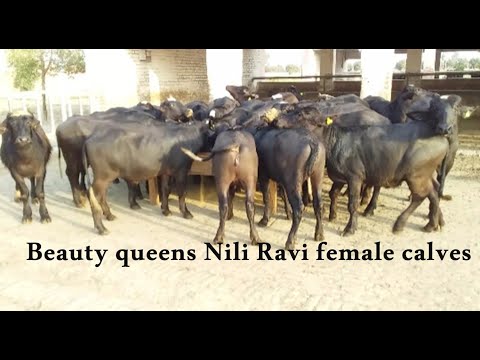 Beauty queens Nili Ravi female calvesنیلی راوی کی نسلی کٹییاں
