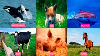 Animals Learning HD Animals Sounds For Toddlers Learning Wild Animals Sounds best For Kids screenshot 2