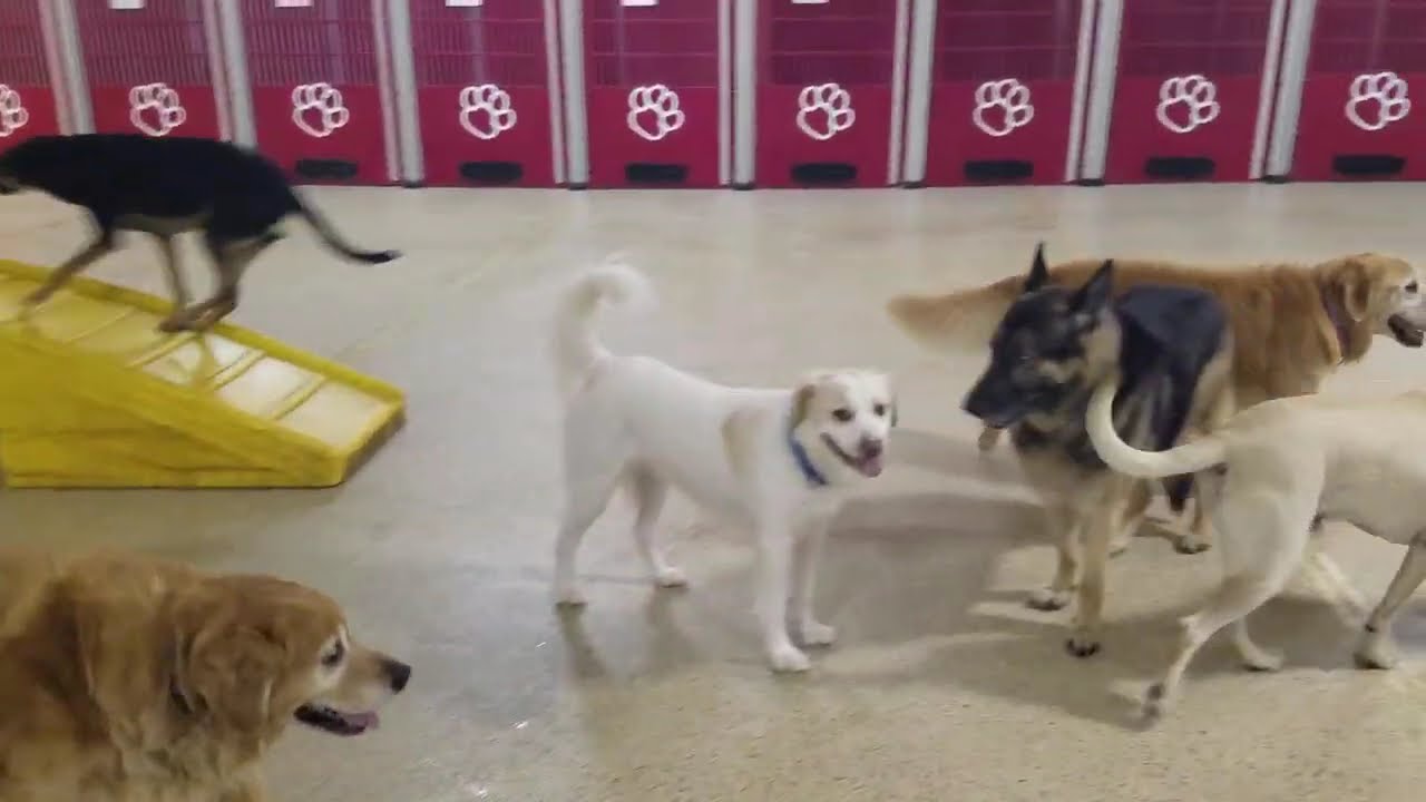 Playtime at Dogs On The Farm & Cats Too!