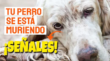 ¿Cómo sé si mi perro está sufriendo?