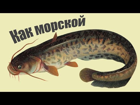 На замену морской рыбе! 3 речные рыбы не менее вкусные и в которых почти нет костей!