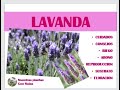 LAVANDA