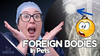 Foreign Bodies in Pets From Golf Balls to Screws...