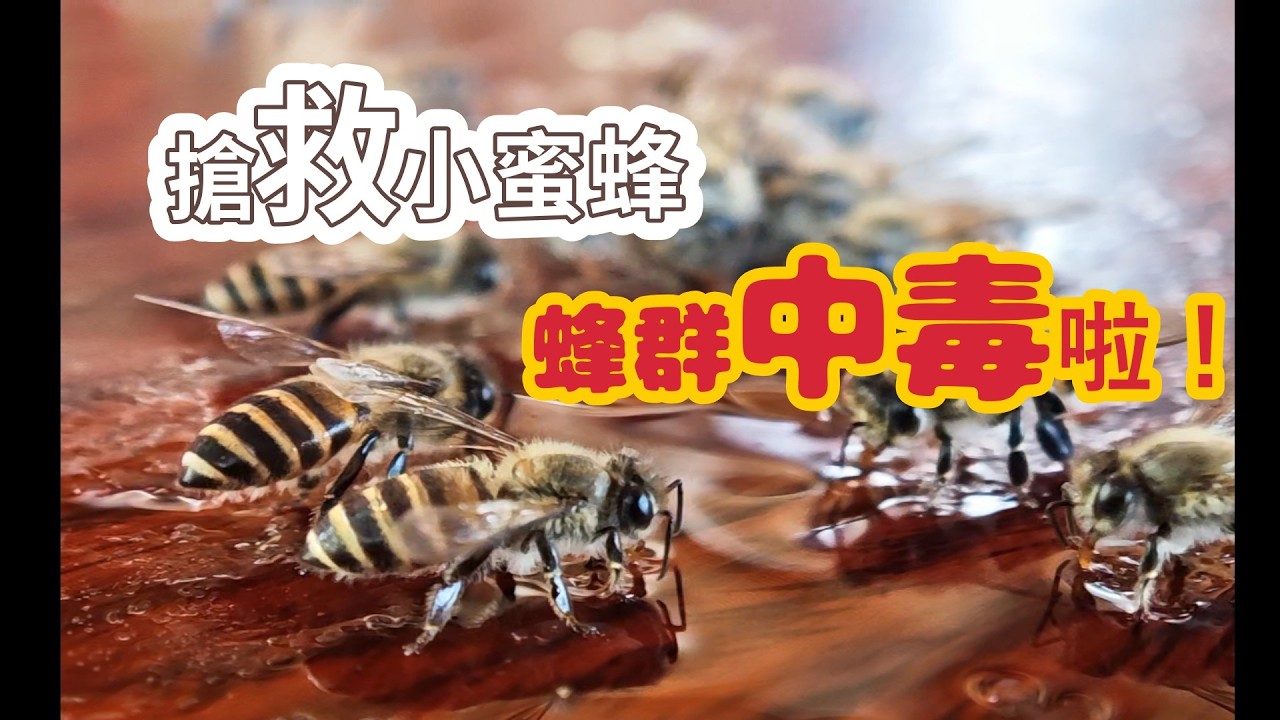 搶救小蜜蜂系列-疑似中毒的蜂群-跟著阿浦開箱真實的野蜜吧 縮圖