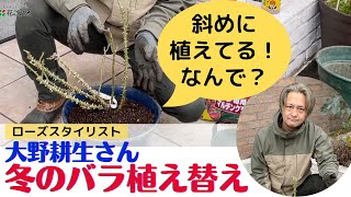 【バラ】冬の植え替え【大野耕生さん】