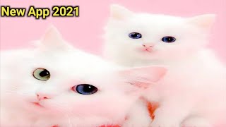 cat live wallpaper app kaise use kare / live wallpaper / #shorts_video screenshot 2