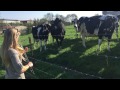 Sharon Shannon playing fiddle to the cows