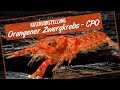 Orangefarbener Zwergkrebs / CPO - Artenvorstellung