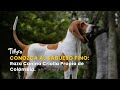 Conozca al Sabueso Fino: Raza Canina Criolla Propia de Colombia - TvAgro por Juan Gonzalo Angel