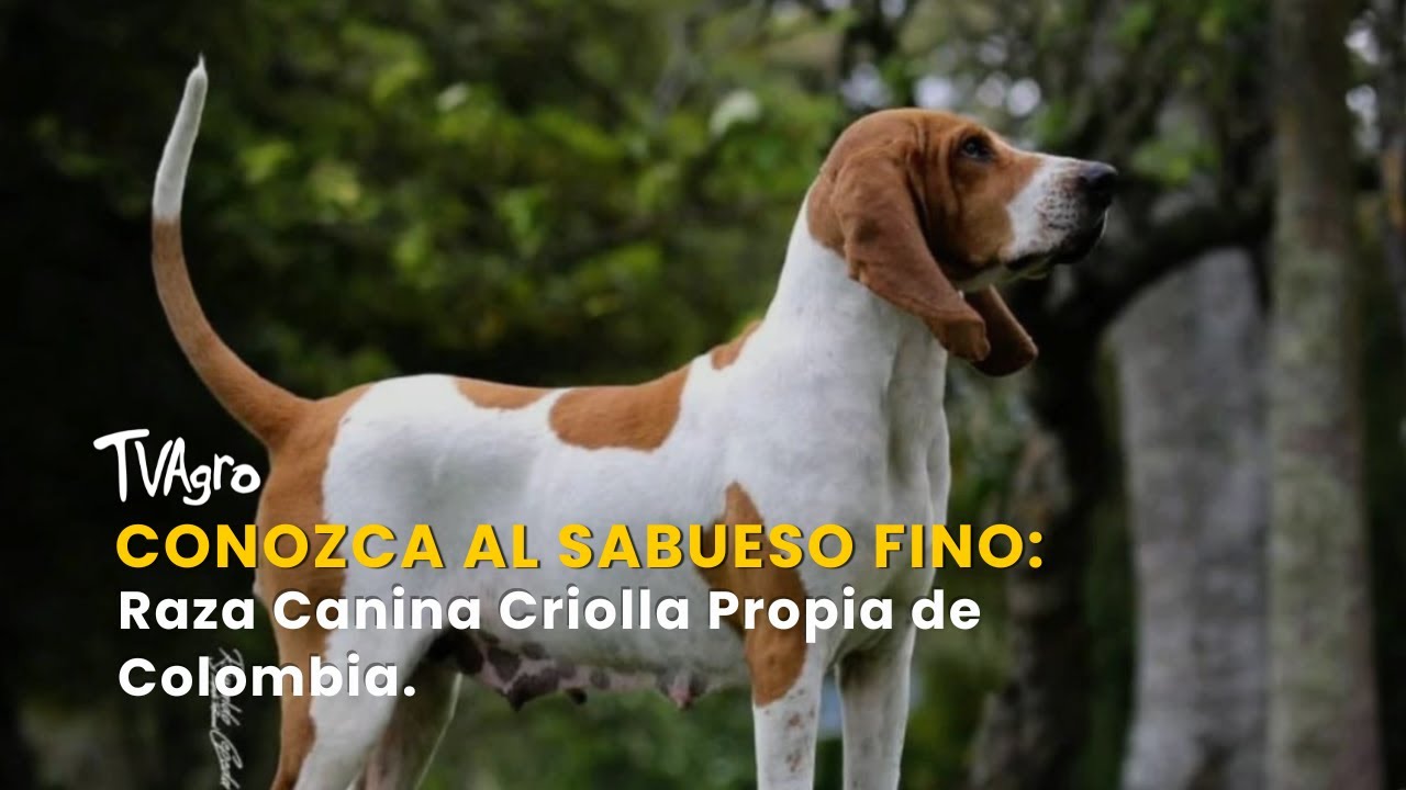 Conozca al Sabueso Fino: Raza Canina Criolla Propia de Colombia - TvAgro por Juan Gonzalo Angel
