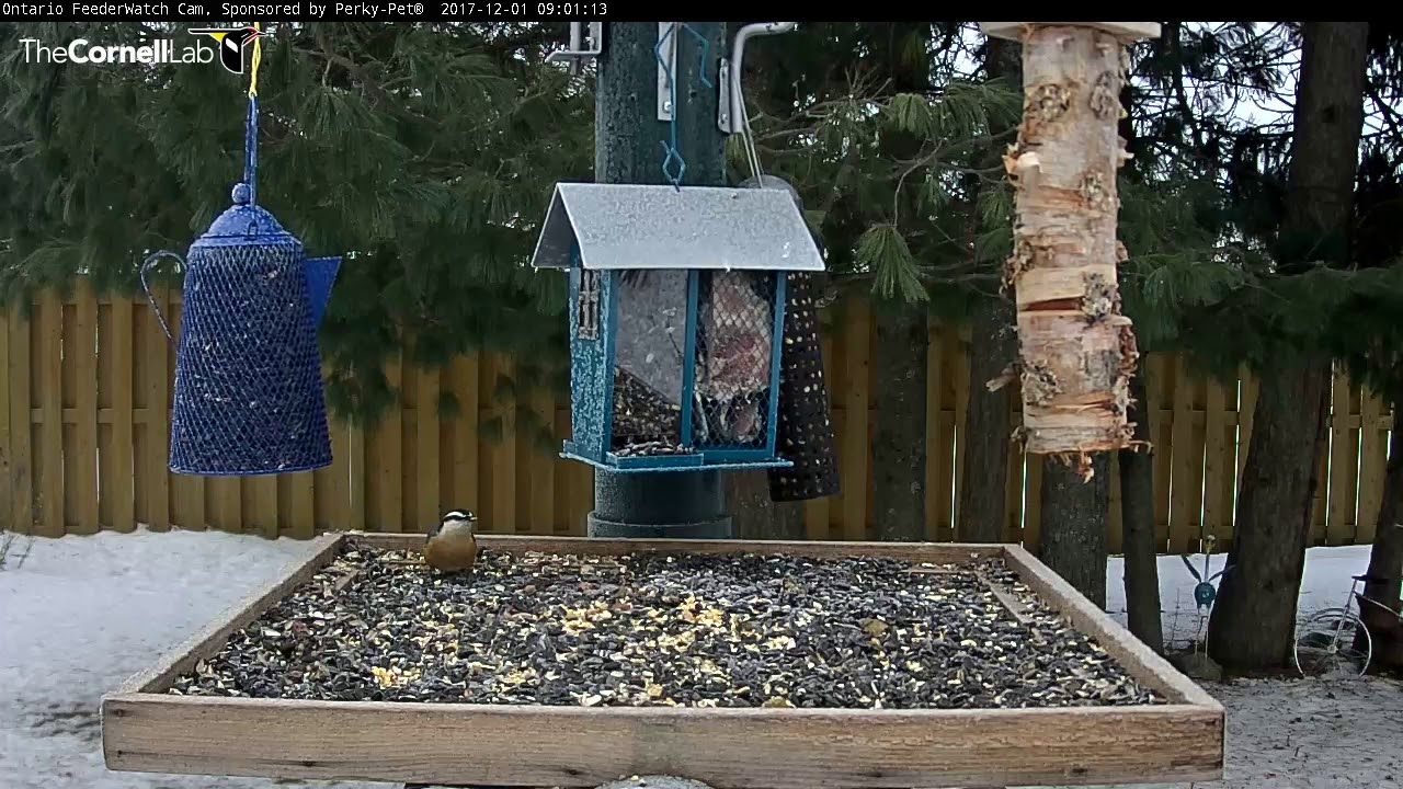 Red-breasted Nuthatch Male and Female – Dec. 1, 2017 