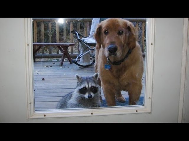 When my dog brought a friend home to play... - YouTube