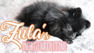 Zula's MORGENROUTINE ( Pomeranian )  | Dagi Bee