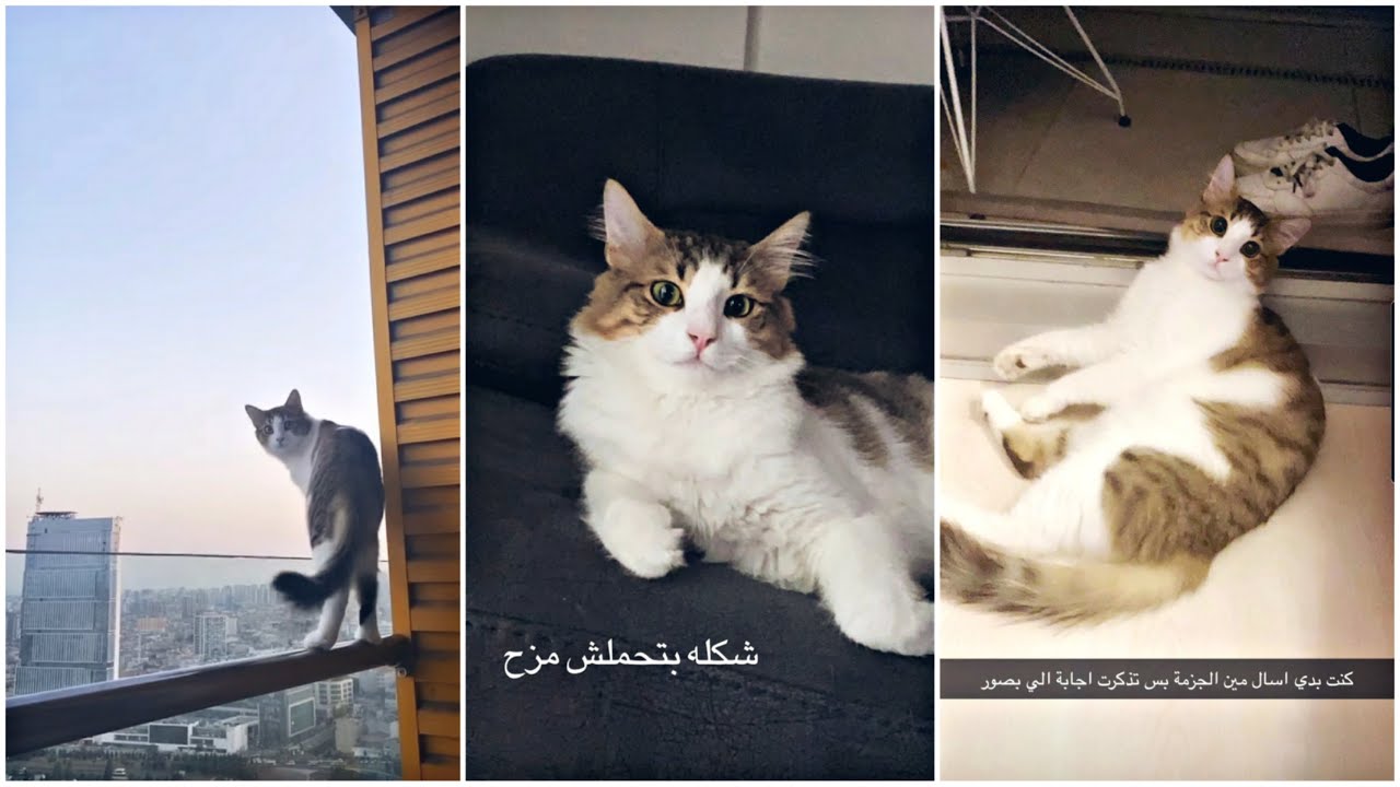 ليش ما بنشر انست🙄ا, تجارة اختي أمل😂😂😂😂 - الحناوي