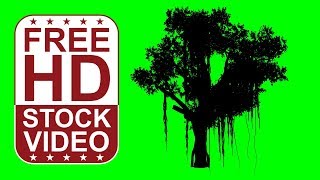 Free Stock Videos – animated chinese banyan tree silhouette on green screen with random wind