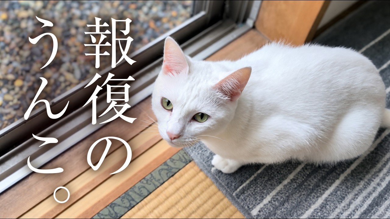 しつこい妻に対して、シロがまさかの・・・😂 - YouTube