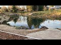 Vegetated; Pond Update