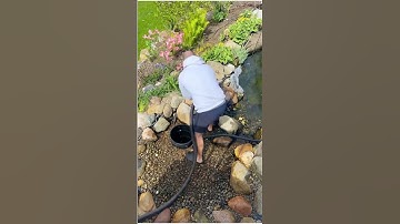 Koi pond bog filter clean out #koi #japanesegarden #koifish #filter