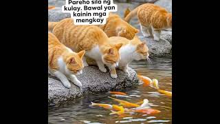 Download Lagu CATS CATCHES FISH #cats #fish MP3 Download Lagu CATS CATCHES FISH #cats #fish MP3