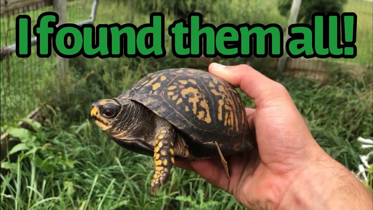 Cleaning my BIG Box Turtle Pen! YouTube