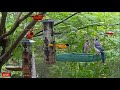 Live  cozy sunny day birds  blue jays cardinals doves woodpeckers and more