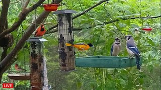 🔴LIVE - Cozy Sunny Day Birds - Blue Jays, Cardinals, Doves, Woodpeckers and more!