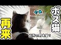 野良猫のボスちゃん再来~素性が分かりました~