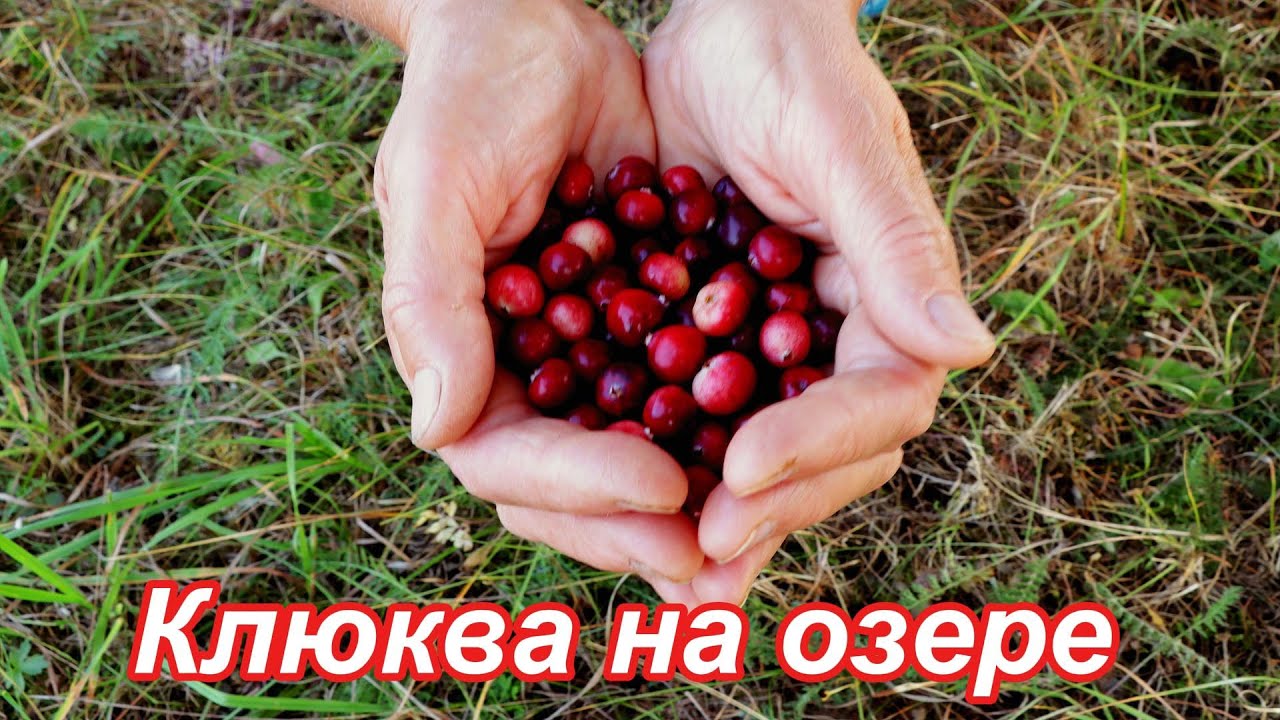 Собираем клюкву с друзьями