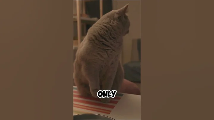 Watch the video about 3 Strange Cat Behaviors And What They Mean! 🐈 #shorts #cat