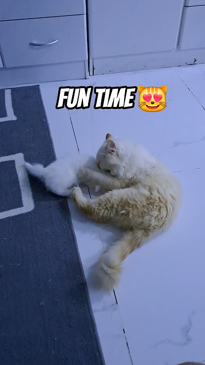 fun time powtin teeger #cats #cutecat #catlovers #cat #kitty #kitten