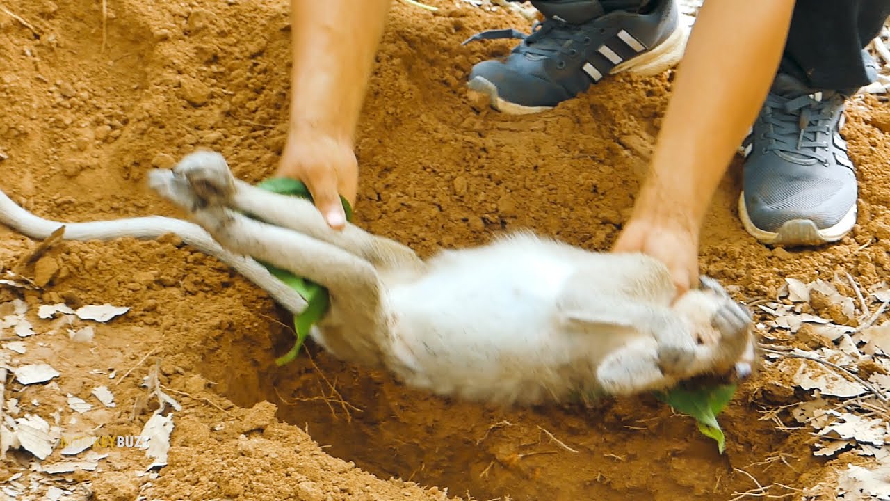 RIP Little Monkey Janet, Janet Buried Today After Pass Away In Car Accident