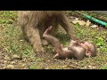 Mountain Monkey - Newborn Baby 16 - Toddling JUN