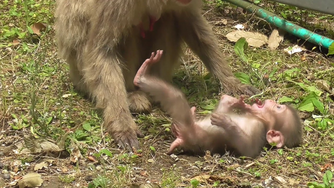 Гора Обезьяна - Новорожденный Ребенок 16