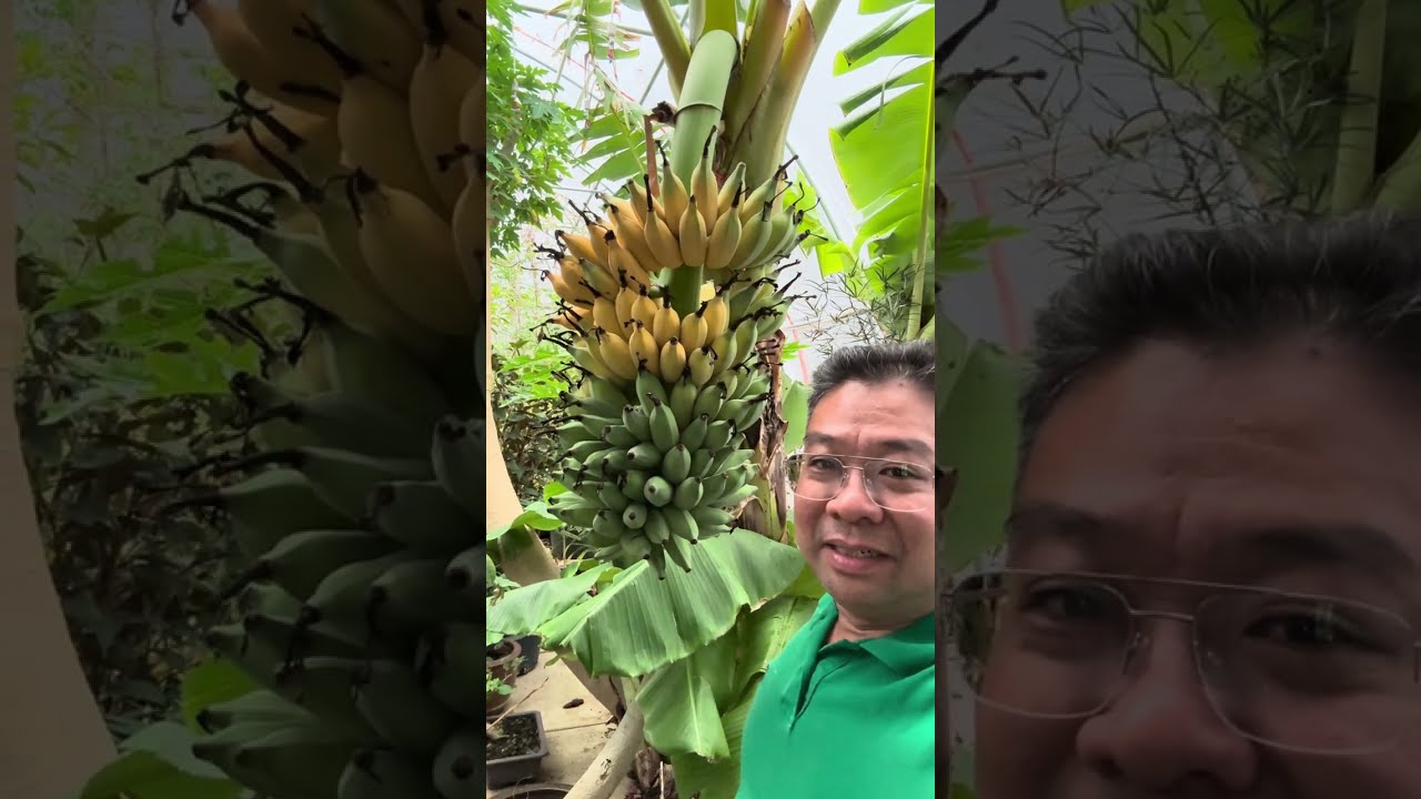 Vườn Chuối Người Việt Ở Bắc Texas – Mới Chớm Xuân Đã Trĩu Buồng, Niềm Tự Hào Xa Quê!