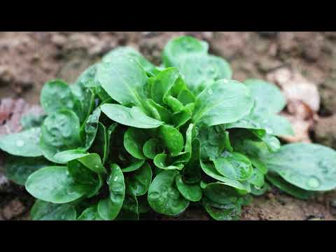 Vídeo: Com s'utilitzen fems de vaca a les plantes?