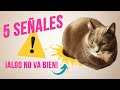 5 SEÑALES ⚠️ de que tu GATO NO ESTÁ BIEN 😿 | Cómo saber si un gato está enfermo