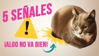 5 SEÑALES ⚠ de que tu GATO NO ESTÁ BIEN  | Cómo saber si un gato está enfermo