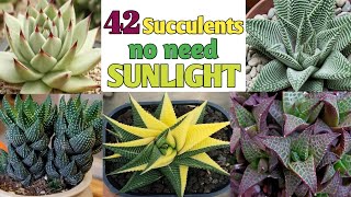 42 Low Sunlight Succulents with names | No Need Sunlight Succulents | Plant and Planting