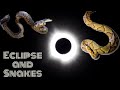 Southern illinois eclipse and snake road timber copperhead and cottonmouths