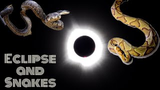 Southern Illinois, Eclipse and Snake Road. Timber, Copperhead and Cottonmouths by Nature In Your Face 773 views 1 month ago 12 minutes, 22 seconds