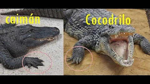 ¿Cuánto es lo máximo que mide un caiman?