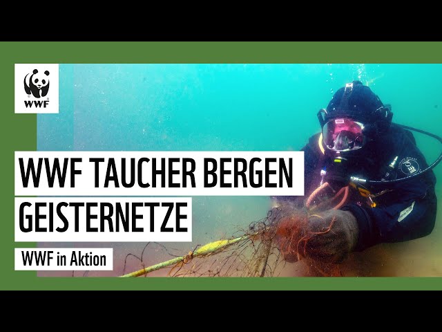 WWF Taucher bergen Geisternetze