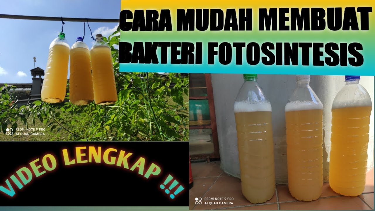 Telur Ayam Termasuk Jaringan Atau Sel / Sementara kolin adalah vitamin