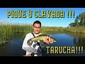 Tararira con Boya Plop | Pique y clavada | Laguna El Abuelo | Pesca y devolución | Pique en vivo