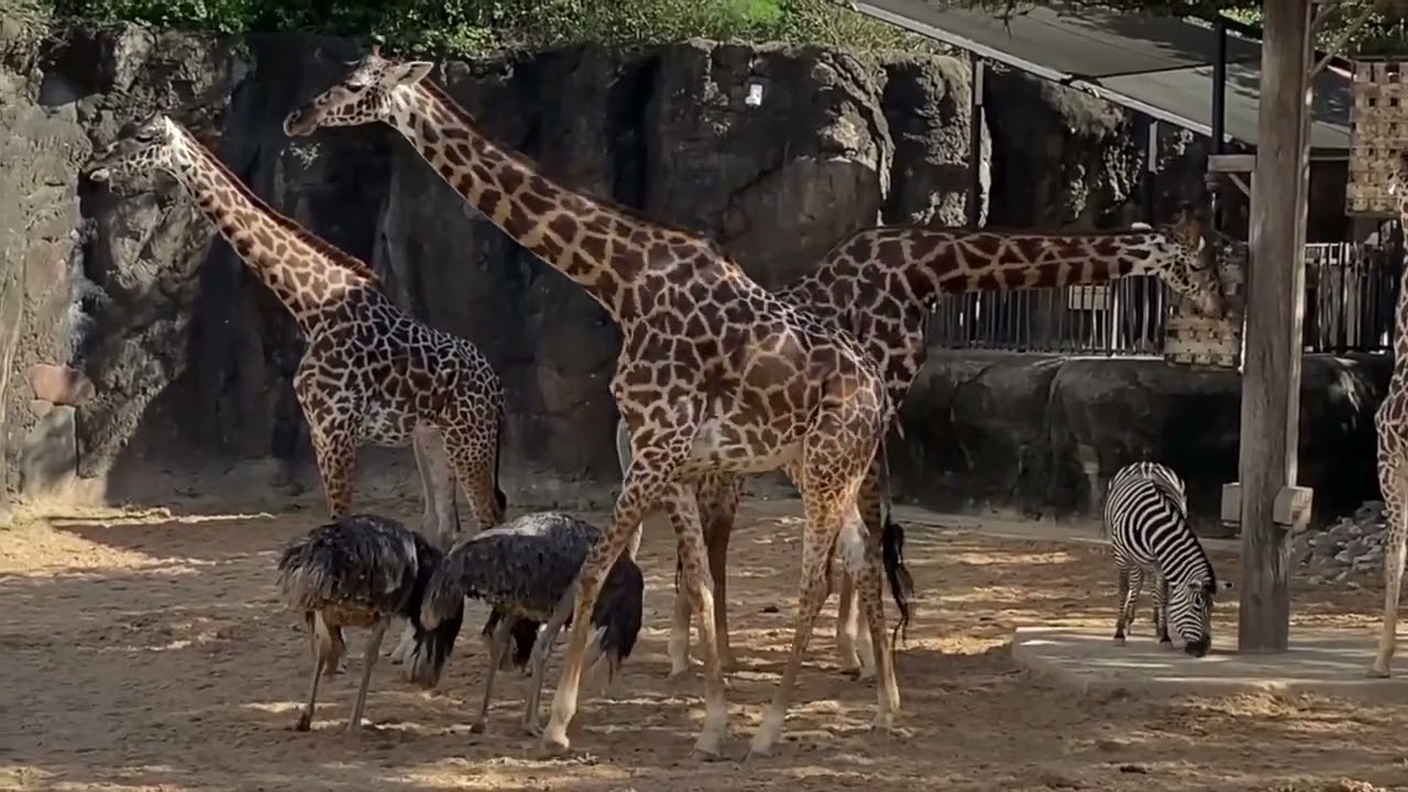Walking through Houston Zoo, 2021